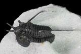 Devil Horned Cyphaspis Walteri Trilobite #164507-3